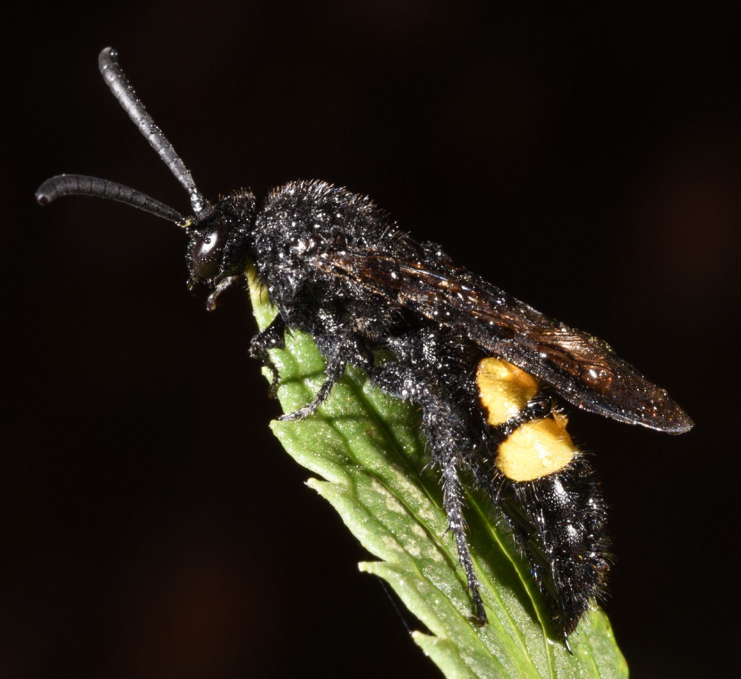 Scoliidae: maschio di Scolia hirta